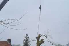 Plataan-5